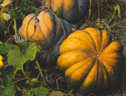 Campfire Butternut Squash in Foil – Sweet, Savory, and So Simple