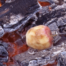 Take a tasty apple pie with you on your next camping adventure.