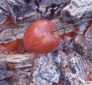 Delicious apple cooking over coals on a stick Red apples are perfect for cooking over coals and dipping in cinnamon sugar.