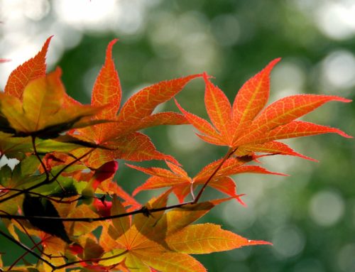 Inhaling the Beauty of Autumn