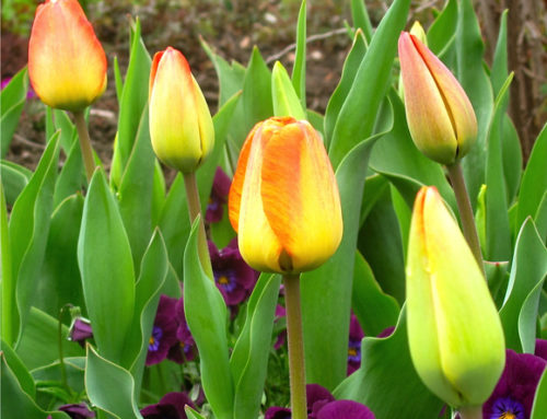 Exploring the Stunning Beauty of Temple Square’s Flowers During Conference Weekend