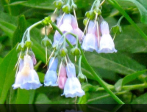 The Beauty of Wildflowers in the High Alpine: A Ranger Kid’s Perspective