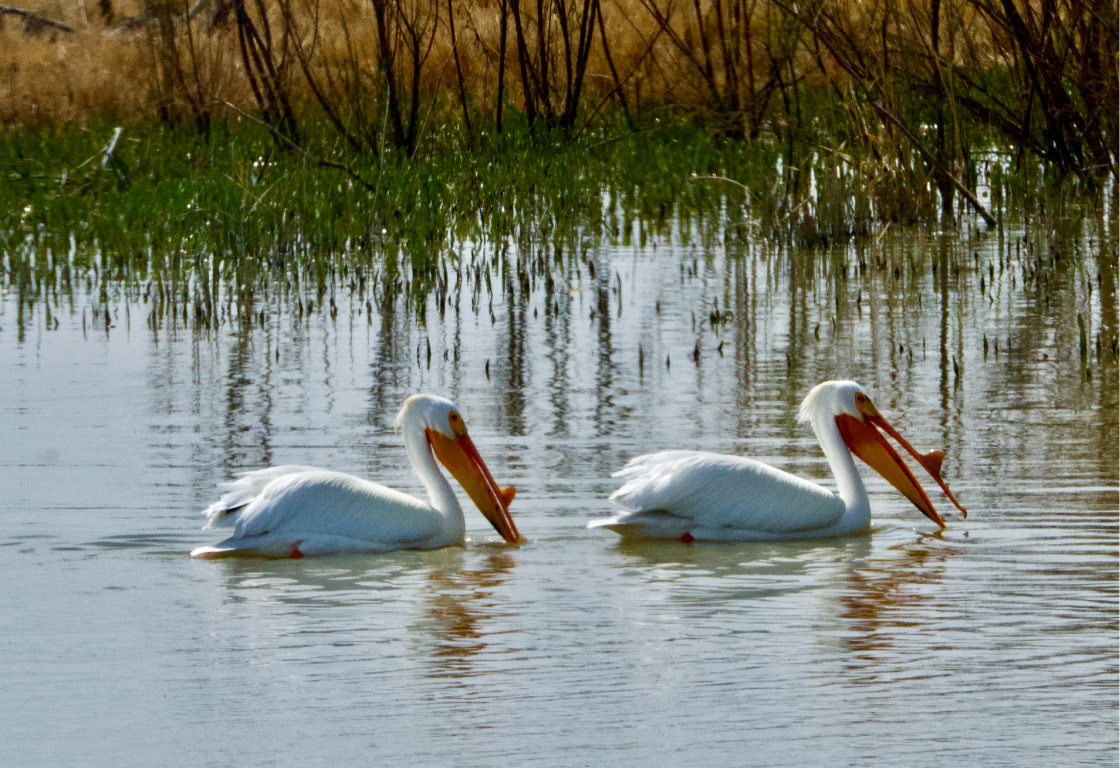 1-pelicans
