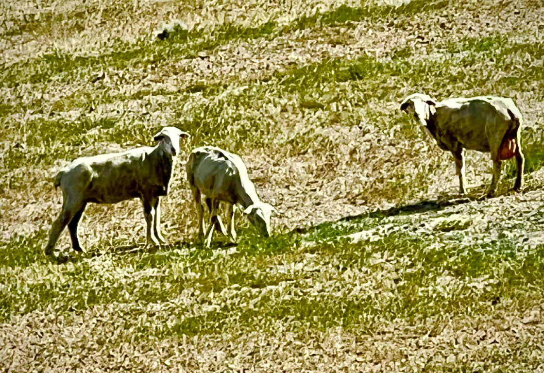 6-sheep