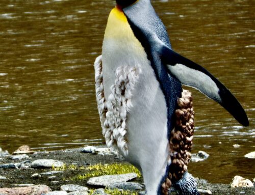 The Royal Ritual: Inside the Love Life of the King Penguin