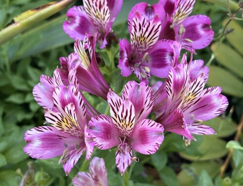 A Day at the San Diego Botanic Garden | Explore Encinitas’ Natural Wonder
