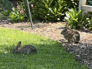 RabbitsJPEG