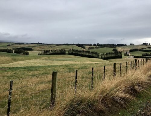 Dunedin & the Otago Peninsula